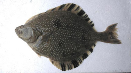 tianyongsheng1.jpg tianyongsheng1.jpg