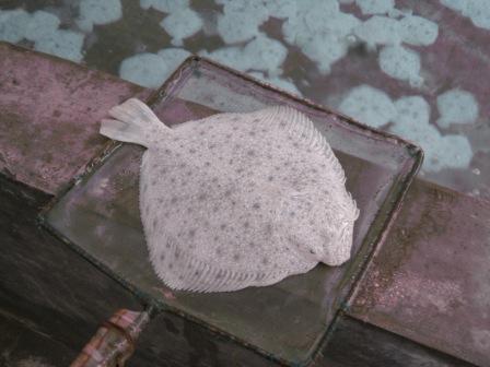 大菱鲆多寶1號照片.jpg 大菱鲆多寶1號照片.jpg