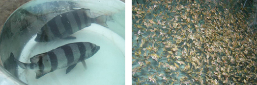 xpzxjs-8.jpg xpzxjs-8.jpg