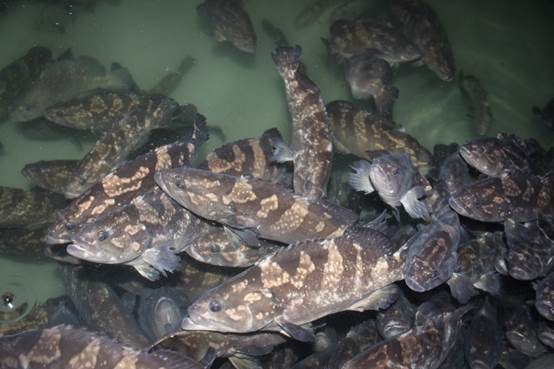 yunlongbanfz2.jpg yunlongbanfz2.jpg